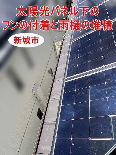新城市｜屋根に鳩が増えた原因は太陽光パネル下？寄棟屋根3面設置住宅で確認したフンの付着と雨樋の堆積状況